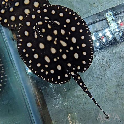 Black Diamond Stingray (Potamotrygon leopoldi) - Aqua Imports