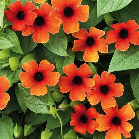 Black Eyed Susan Vine (Thunbergia alata Sunny™ Arizona Glow)