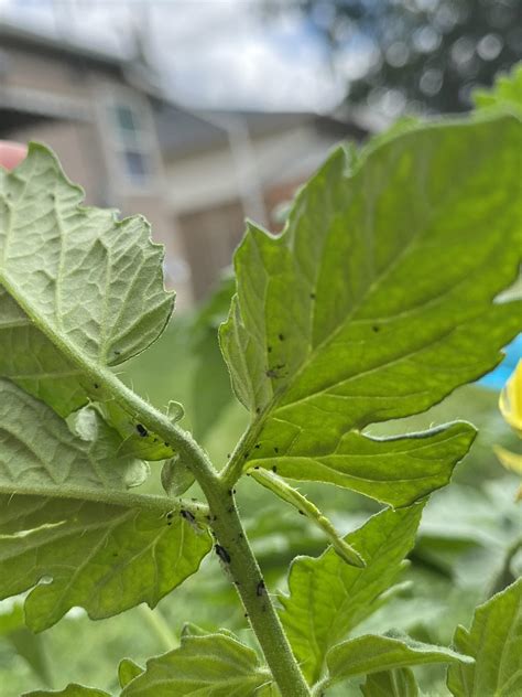 Black Flies on Tomato Plants - Houzz