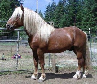 Black Forest Horse - BuzzSharer.com