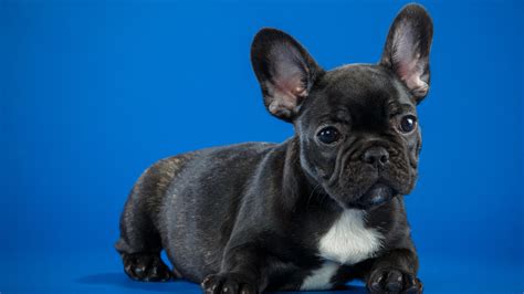 Black French Bulldog Puppy Pictures