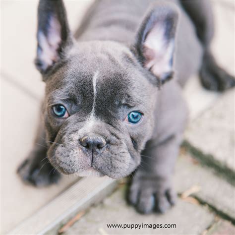 Black French Bulldog Puppy With Blue Eyes