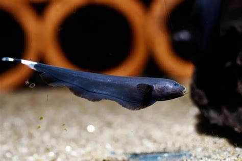 Black Ghost Knife Fish And Goldfish - Tropical Fish Forums 🐠