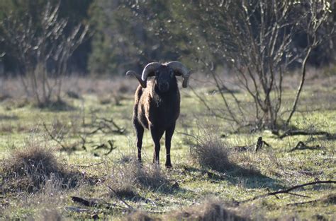 Black Hawaiian Ram — Bar H Bar Hunting