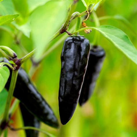 Black Hungarian Pepper Guide: Heat, Flavor, Uses - PepperScale