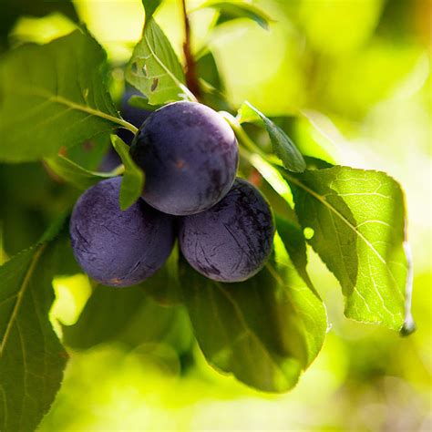 Black Ice Plum Trees for Sale – FastGrowingTrees.com