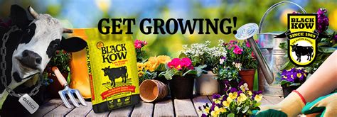 Black Kow- The Mature Manure - Lawns