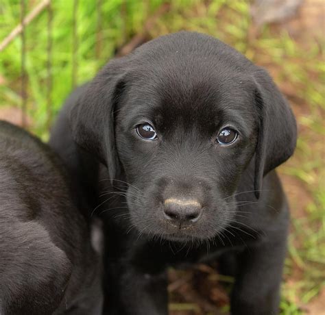Black Lab Golden Retriever Puppy