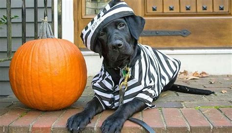 Black Lab Halloween - Etsy