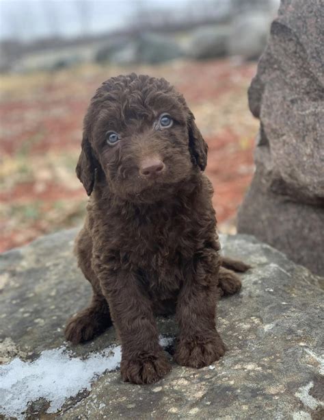 Black Labradoodle Puppies For Sale Mn