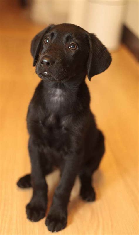 Black Labrador Golden Retriever Mix Puppies