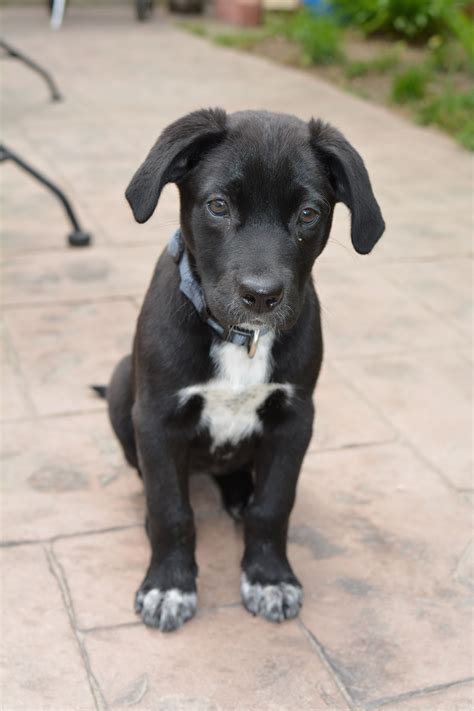 Black Labrador Mix Puppies