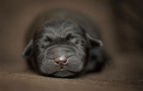 Black Labrador Newborn Puppies