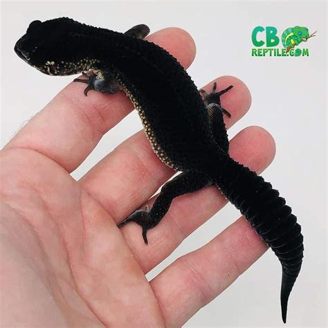 Black Leopard Gecko Price