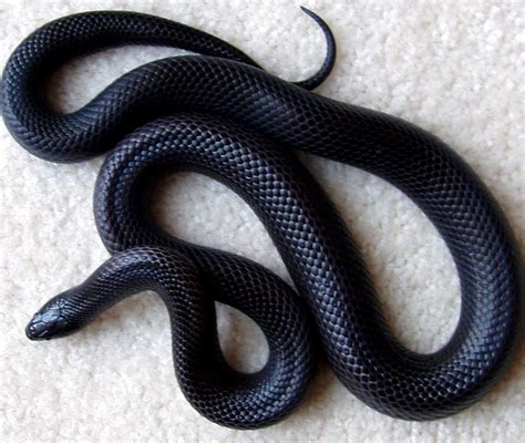 Black Mexican King Snake Price