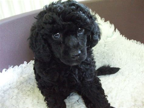 Black Mini Poodle Puppy