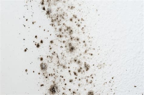 Black Mold Symptoms - How To Get Rid Of Black Mold Apartment Therapy