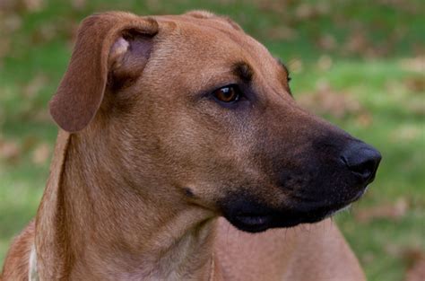 Black Mouth Cur Dog Breed, Price, Lifespan, Temperament and Size