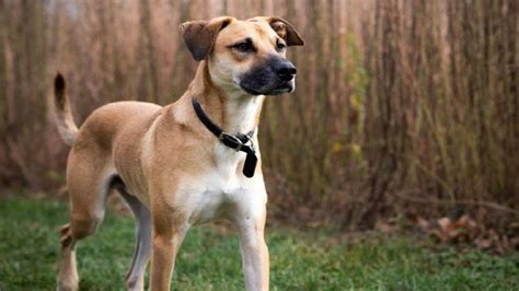 Black Mouth Cur Names - PupNames.com