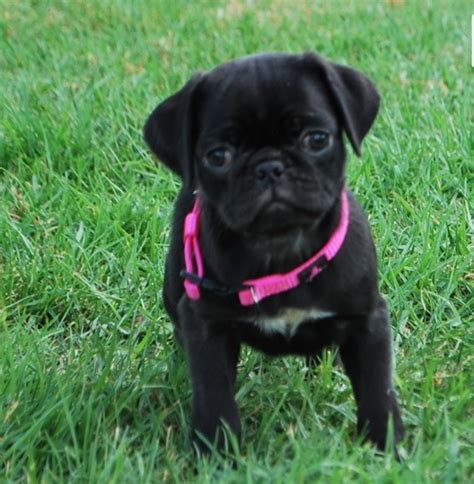 Black Pug Puppies For Sale California