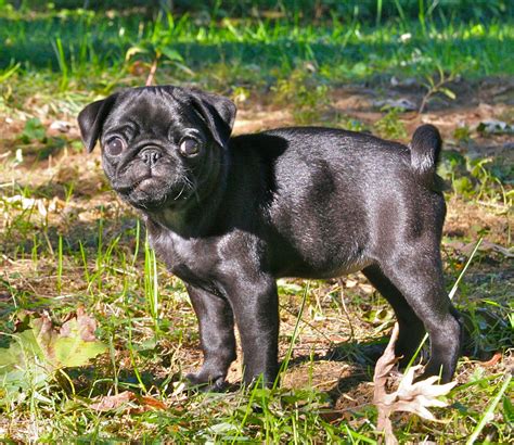 Black Puppy Pug