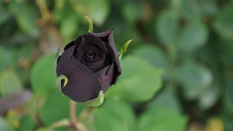 Black Rose Onlyfans Leak