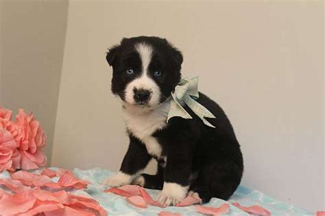 Black Samoyed Puppies for Sale - DogsNow