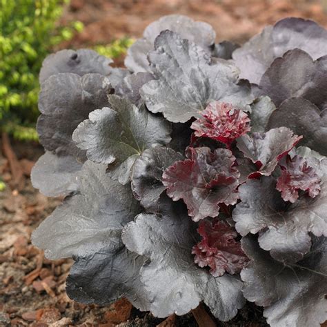 Black Sea Coral Bells, Heuchera American Meadows