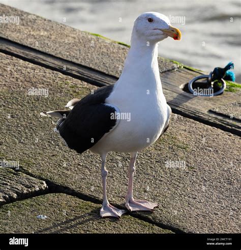 Read Black Seagull