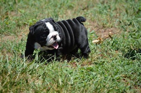 Black Seal English Bulldog Puppies For Sale