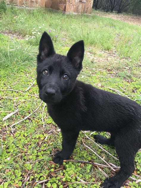 Black Short Haired German Shepherd Puppies For Sale