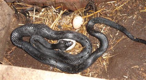 Black Snake in the hole and trying to eating eggs of …