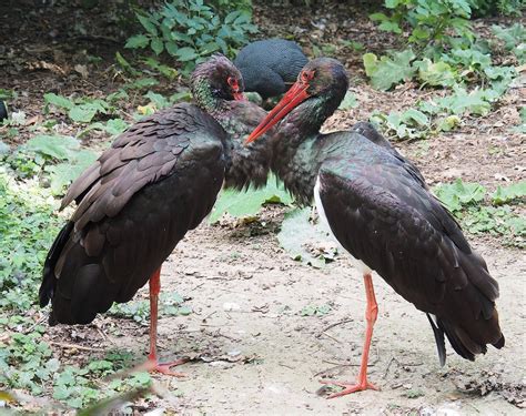 Black Storks