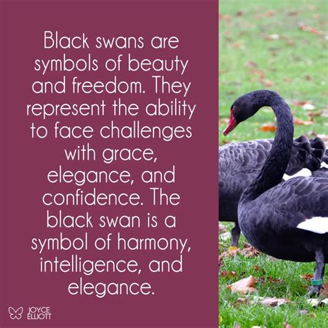 Black Swan Symbolism (Spiritual Meanings & Interpretation)