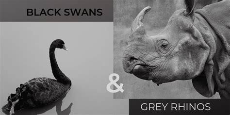 Black Swan vs Grey Rhino - iMedia