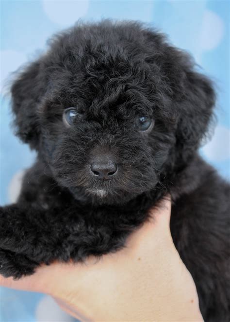 Black Toy Poodle Puppy
