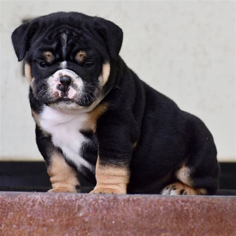 Black Tri Color English Bulldog Puppies For Sale