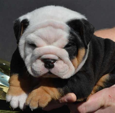 Black Tri English Bulldog Puppies For Sale