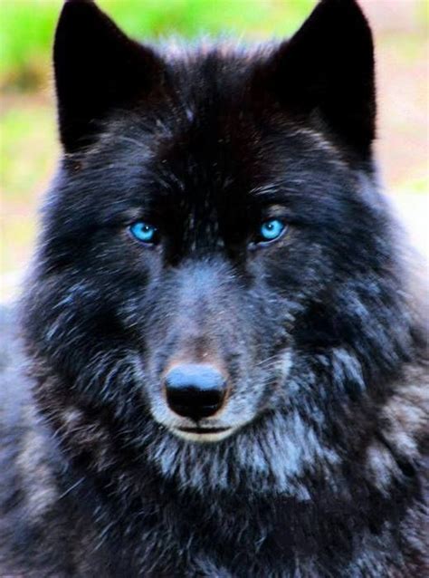 Black Wolf With Blue Eyes