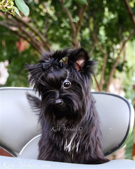 Black Yorkie