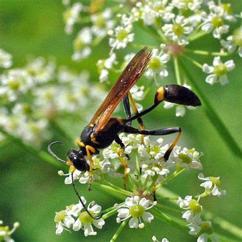 Black and Yellow Mud Dauber (Family Specidae) - Field …