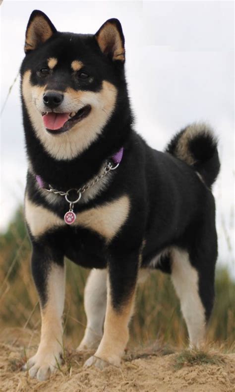 Black and tan shiba inu. Black and tan Shiba Inus are characterized by their black base coat with tan markings on their cheeks, eyebrows, legs, and chest, forming a tri-color appearance. They also have “urajiro” markings in white or cream. Cream. A cream Shiba Inu has a … 