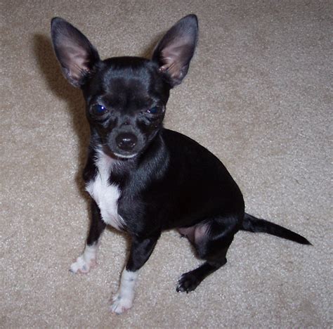 Black and white chihuahua for sale. Things To Know About Black and white chihuahua for sale. 