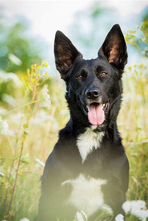 The German shepherd beagle is a designer crossbreed between a German shepherd and a beagle. The term designer crossbreed typically refers to an intentional mixing of pure breeds — such dogs are also called "hybrid" dogs. German shepherd beagle mixes are also known as beagle shepherds or beagle sheps. These dogs are medium size with up to .... 