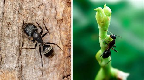 Black ant vs carpenter ant. In addition to a few physical characteristics, one way to establish whether you’re dealing with ants or termites is to simply look at their droppings or frass. Ants have thicker, less processed droppings. Termites have finer droppings. The frass from both species contain wood. However, because the droppings from ants contain other elements ... 