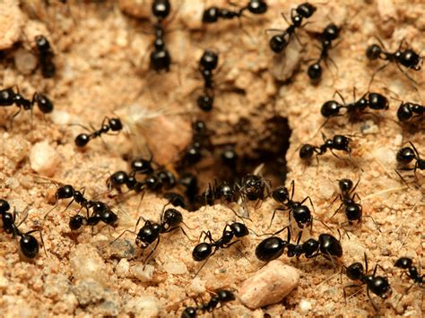 Black ants in the house. Preventing Little Black Ant Infestations. Use weatherproof silicone caulk to seal up gaps and cracks in the exterior of your house and prevent ants from getting inside. Look for cracks in the foundation, gaps where water and gas pipes enter, dryer vents, and air conditioning conduits. Cut back branches that come into contact with the house. 