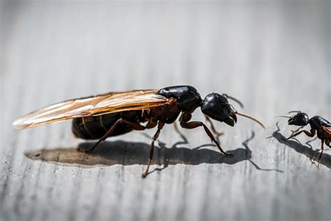 Black ants with wings. Winged male ants and queen ants leave the nest to mate, and after mating, they lose their wings. The queen ant mates with several males during her mating period, and she stores the... 