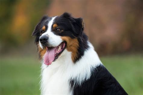 Black australian shepherd dog. Sizes: The preferred height for males is 51-58.5 cm (20-23 ins) and females 45.5-53.5 cm (18-21 ins). Quality is not to be sacrificed in favour of size. Proportion: Measuring from the breastbone to rear of thigh and from top of the withers to the ground the Australian Shepherd is slightly longer than tall. 