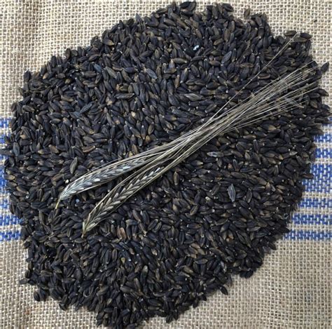 Black barley. Things To Know About Black barley. 
