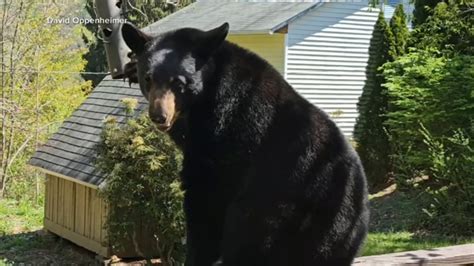 Black bear attacks 74-year-old woman in Connecticut